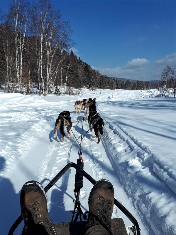 dog sledding lake baikal winter trip report