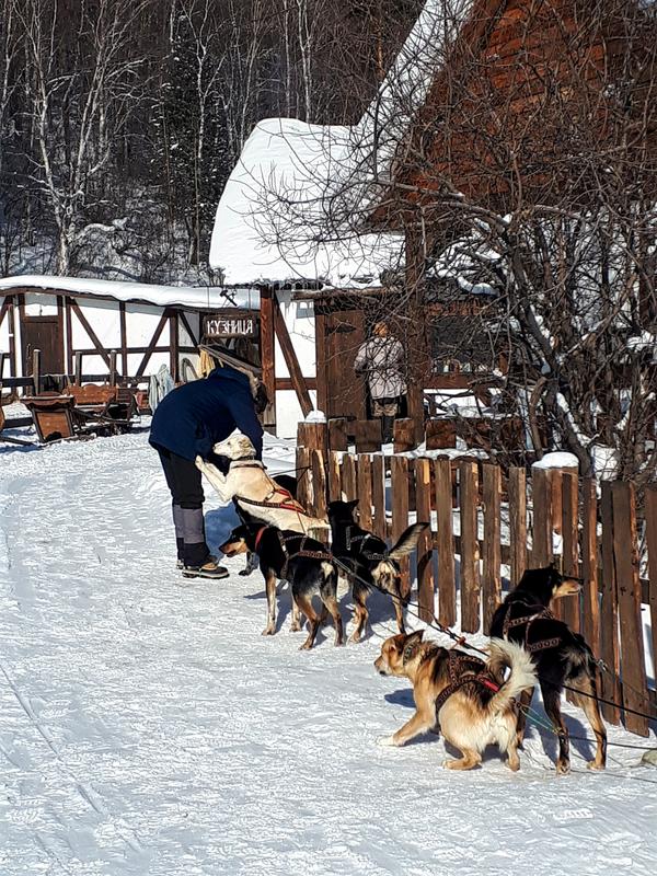 listvyanka dog sledding