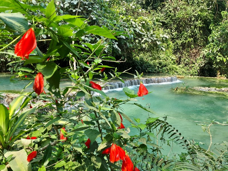 flowers jungle tropical