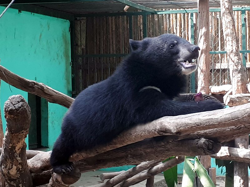 asiatic black bear