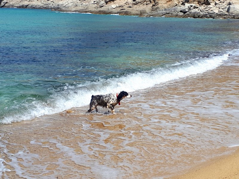 kalo ampeli beach dog