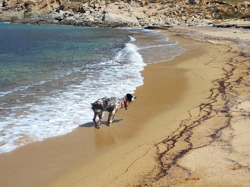 kalo ampeli beach dog