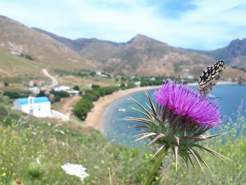 koutala bay wildflower butterfly serifos guide