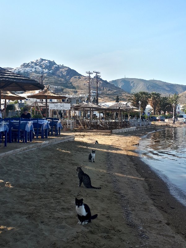 serifos livadi cats beach