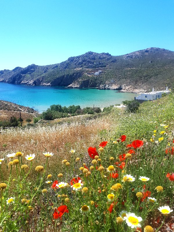 serifos guide psili ammos wildflowers beach