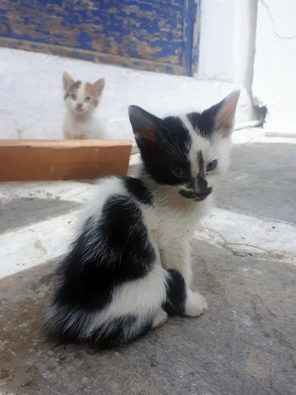 greek cat kitten greece