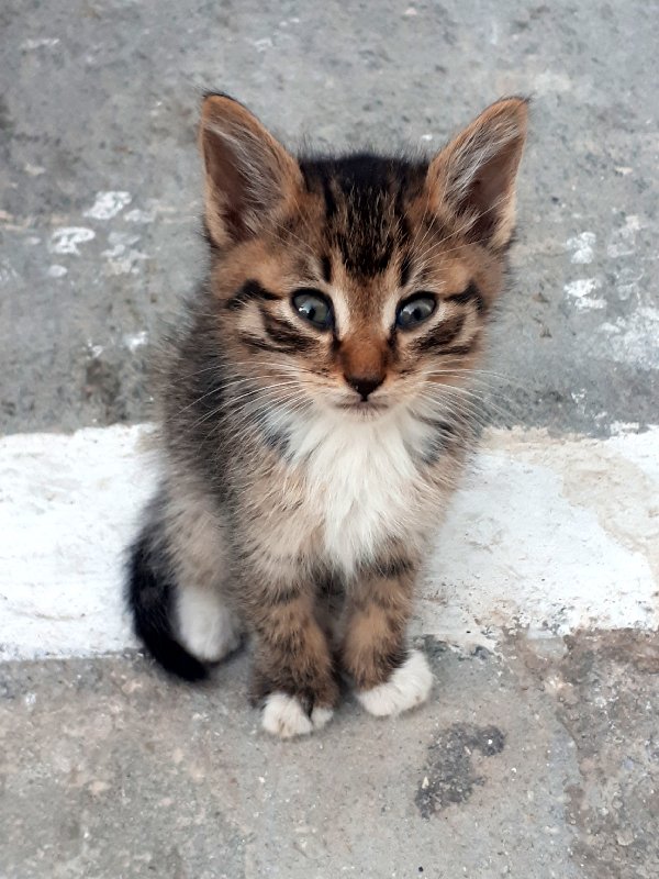 greek cat kitten greece