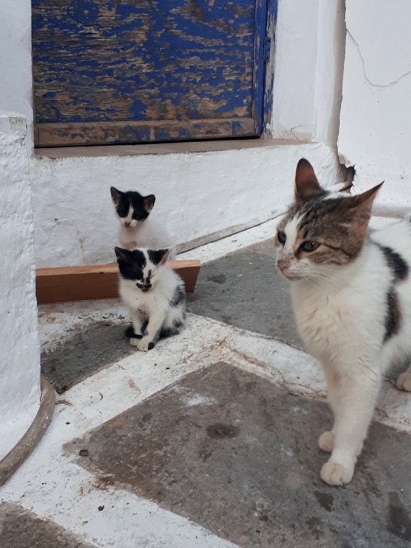 greek cat kitten greece