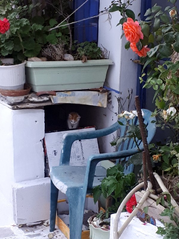 greek cat kitten greece