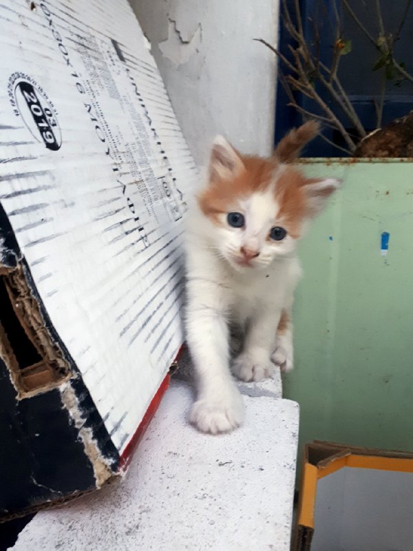 greek cat kitten greece