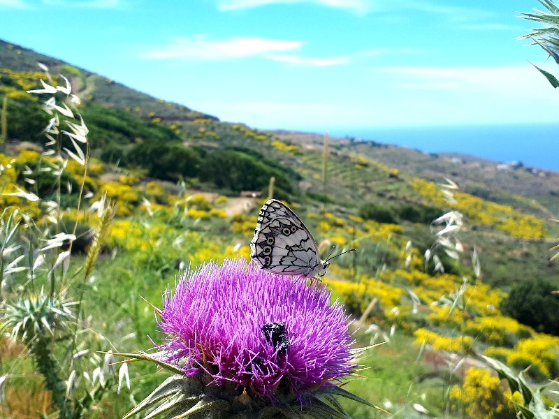 wildflower butterfly