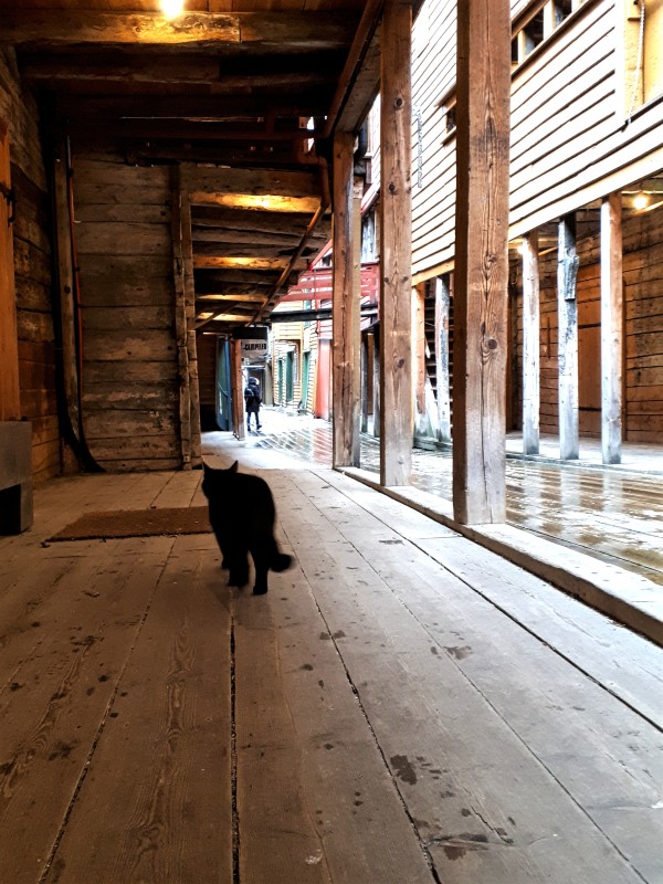 bryggen bergen cat