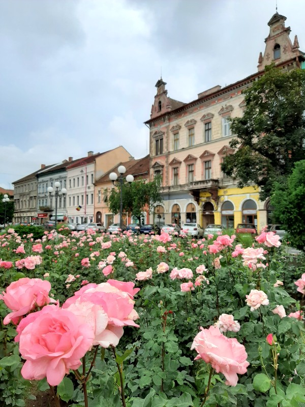 flowers arad romania