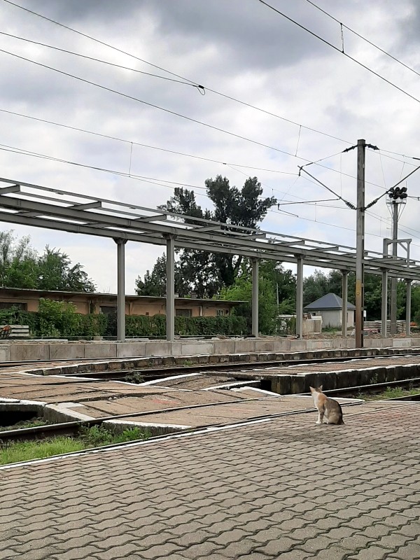 cat train station