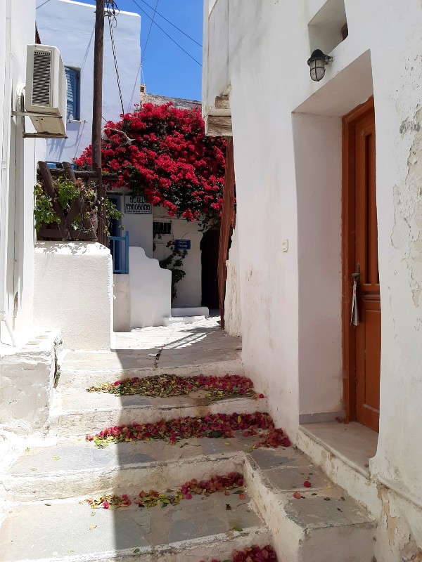 bougainvillea naxos