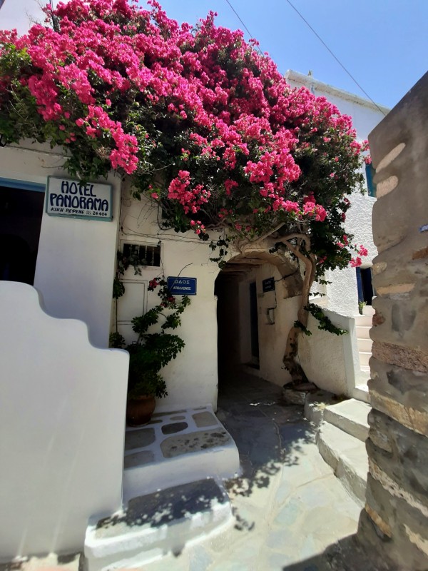 bougainvillea greece