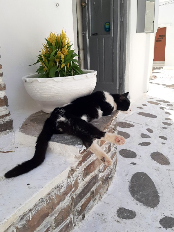 house cat naxos