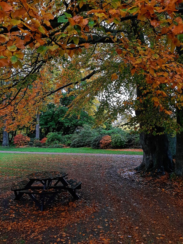 autumn foliage