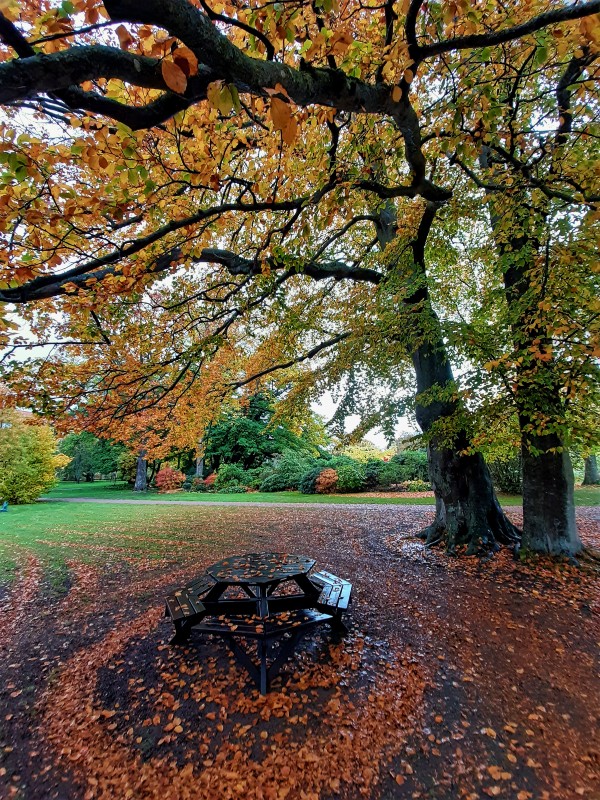 autumn tree