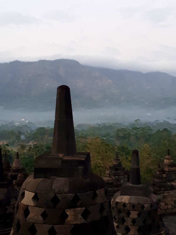 jungle morning fog