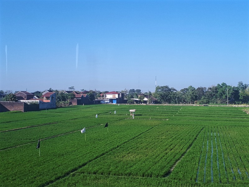 java landscape