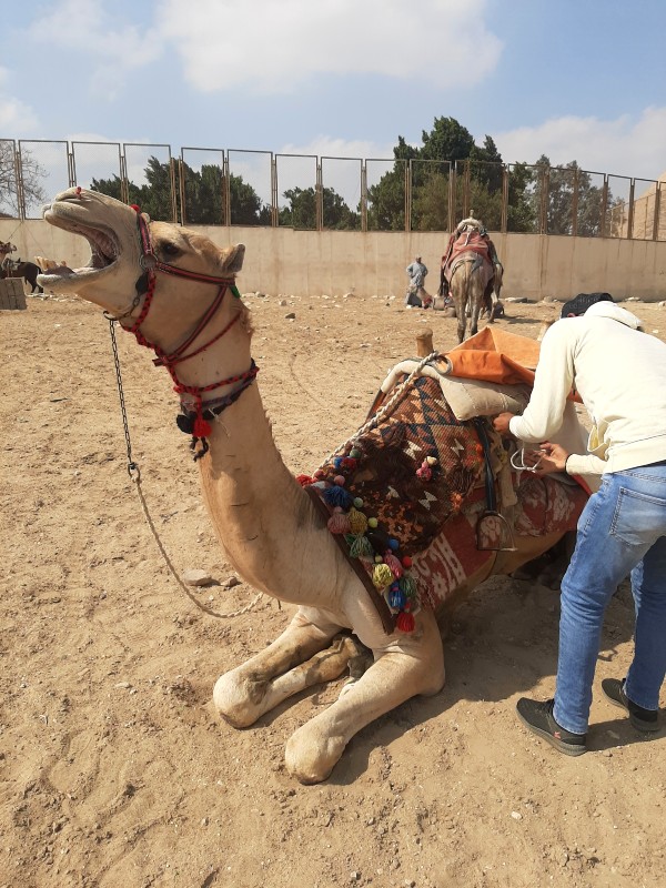 camel ride giza