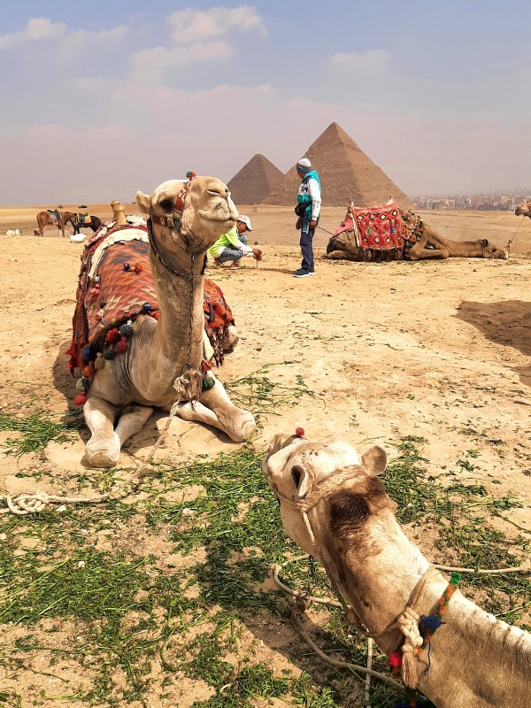 camel giza pyramids egypt trip report