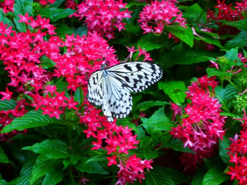 butterfly garden