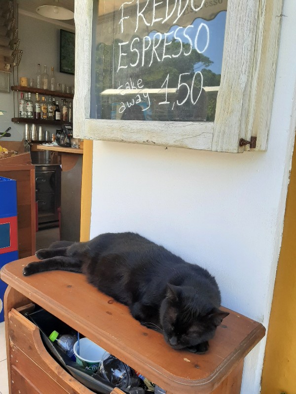 cafe cat