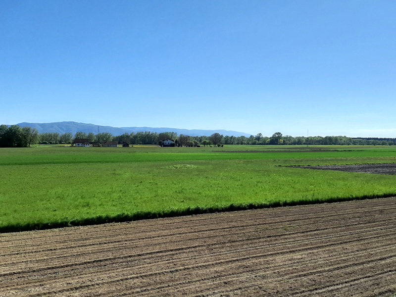 agricultural field