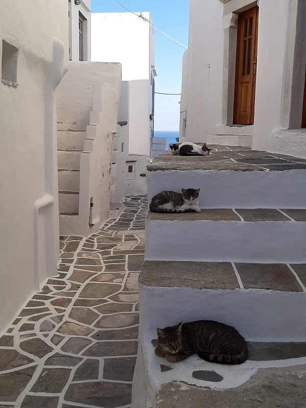 greek island cats travel