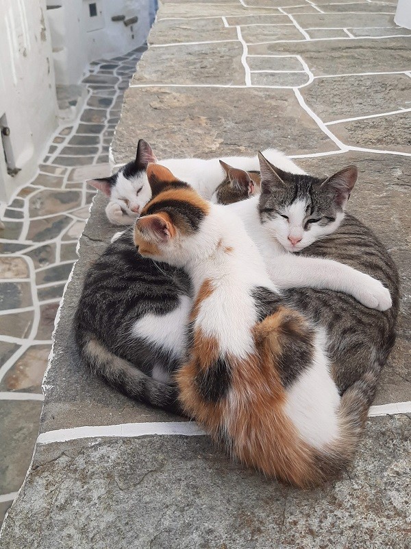 sifnos cats