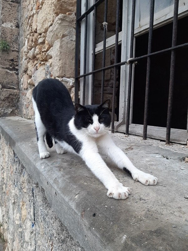 chania street cat
