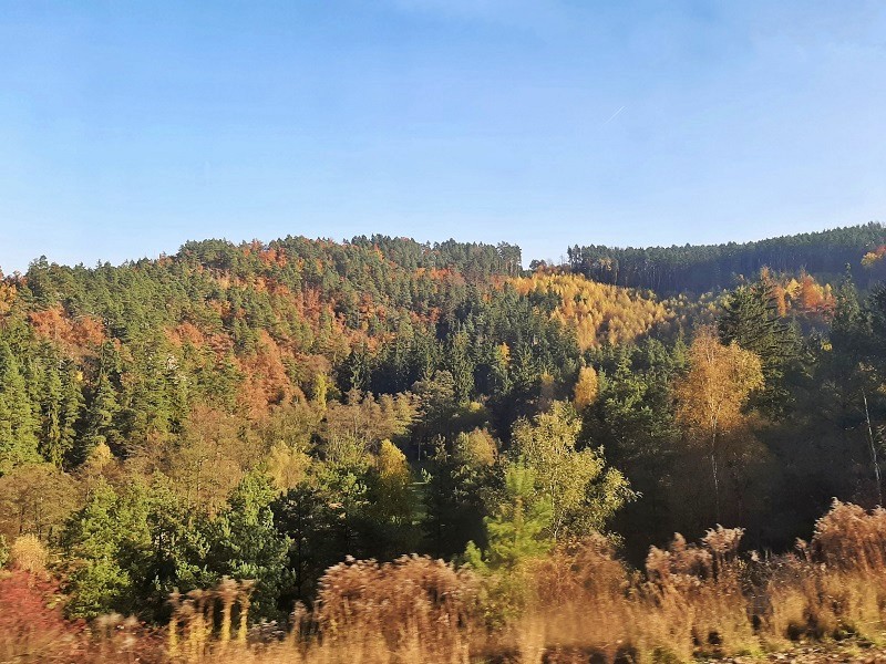 autumn forest train view