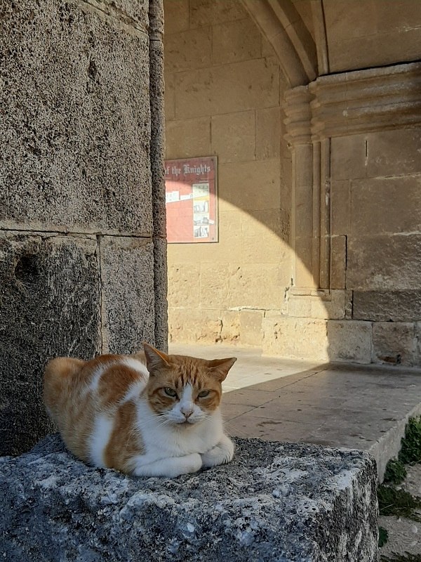 cat medieval old town rhodes
