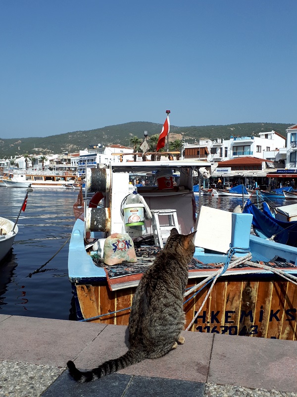 cat fishing harbour turkey