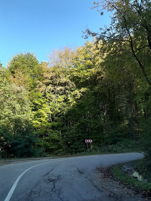 hairpin turn forest road