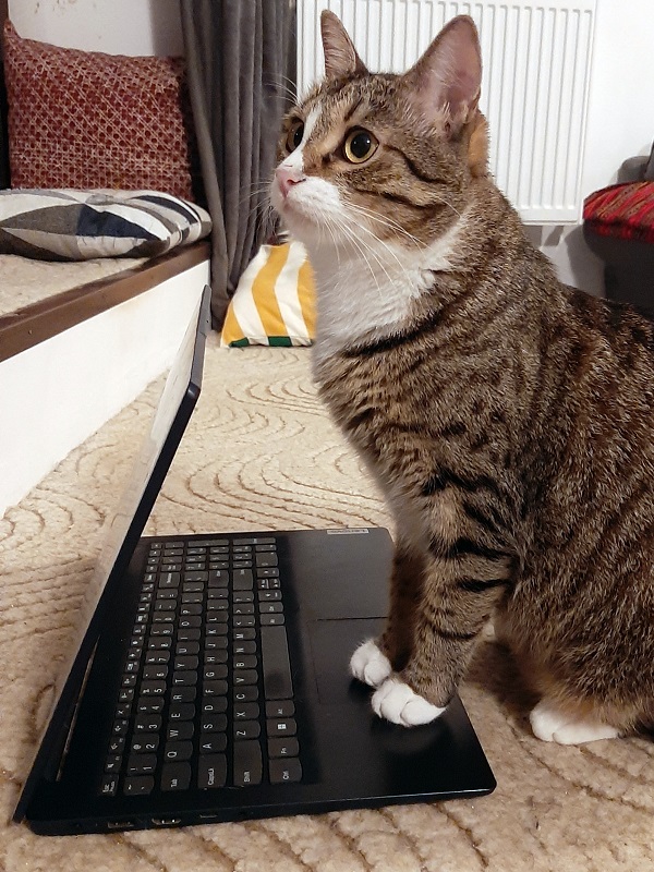 cat laptop kitty