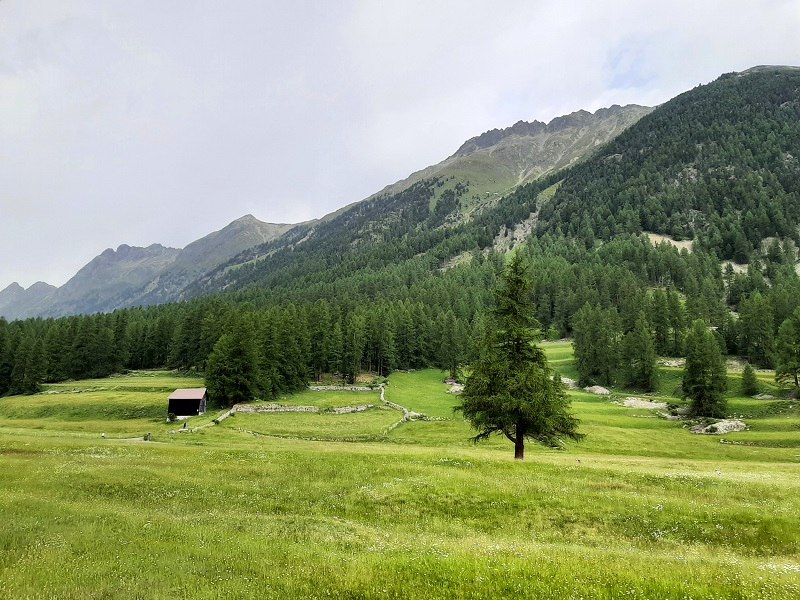 alpine meadows peaks