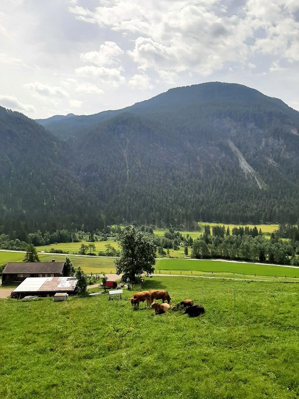 grazing cows switzerland
