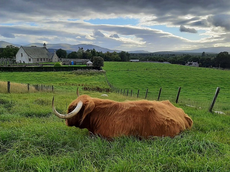 scottish highlander scotland