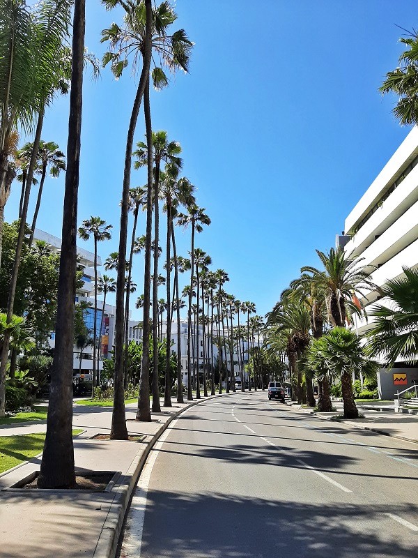 palm-lined boulevard Casablanca