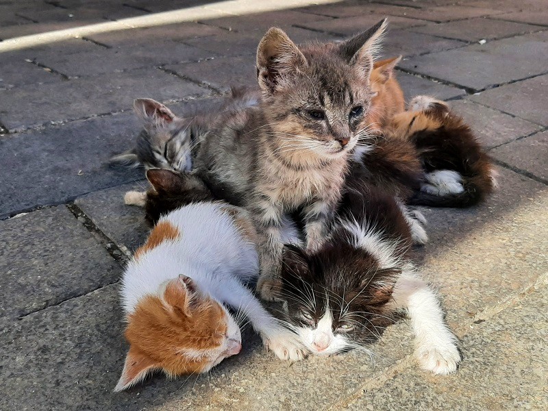 street cats kittens casablanca morocco