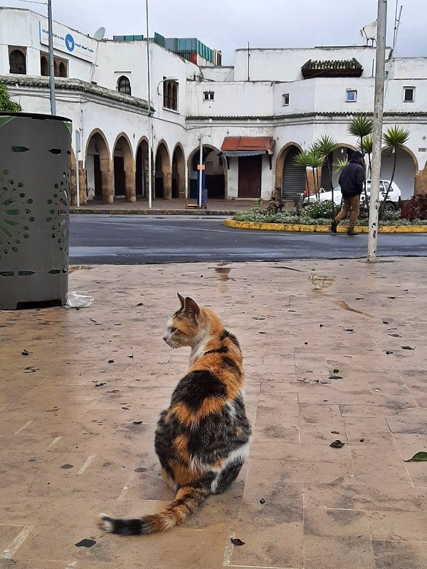 calico street cat