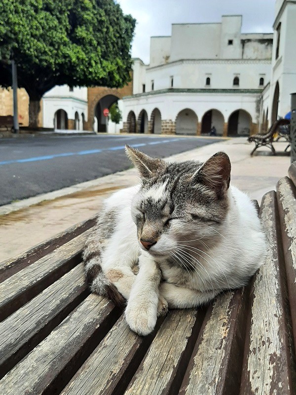 casablanca street cat