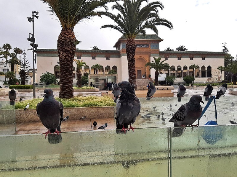 pigeons mohammed V square