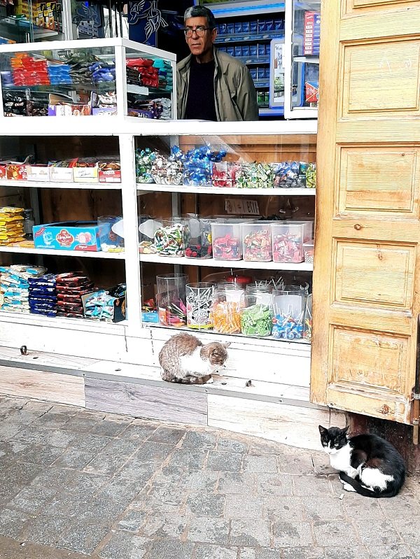 medina shop cats casablanca worth visit travel