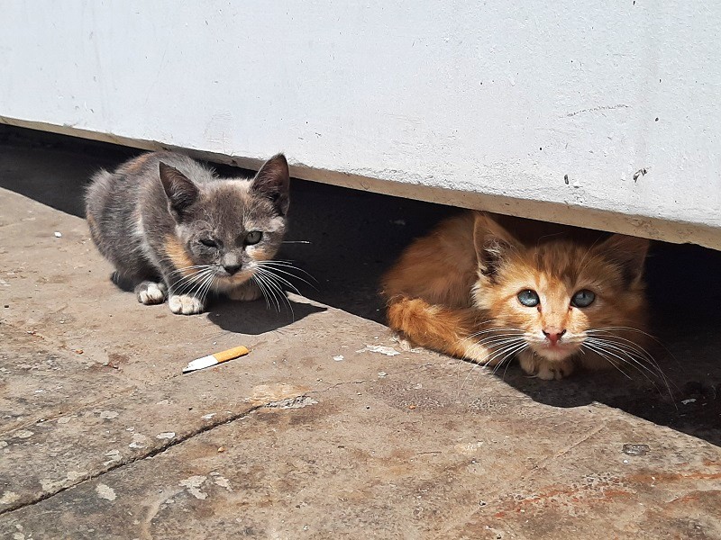 kittens cats casablanca morocco