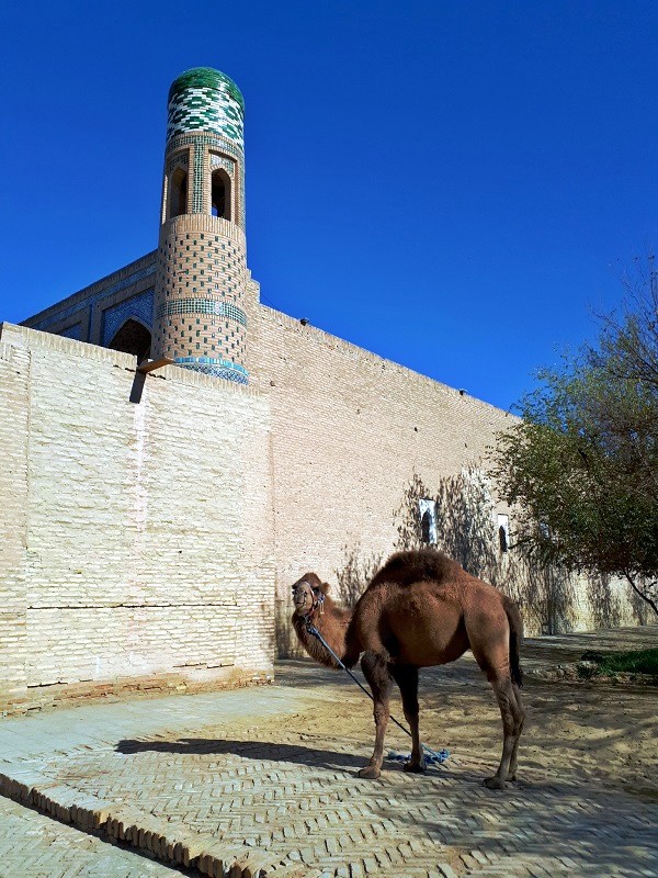 camel khiva uzbekistan