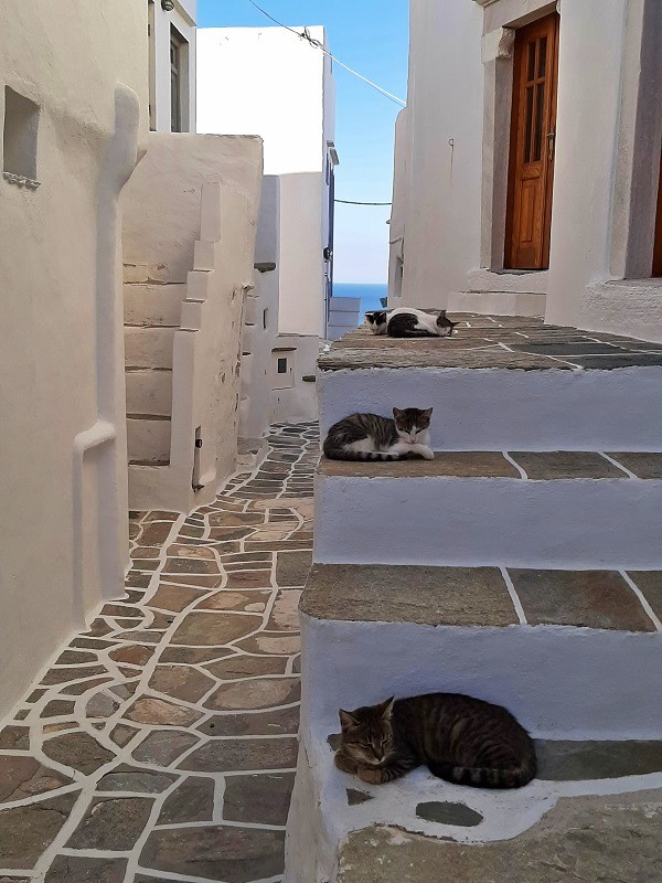 greek cats kastro sifnos